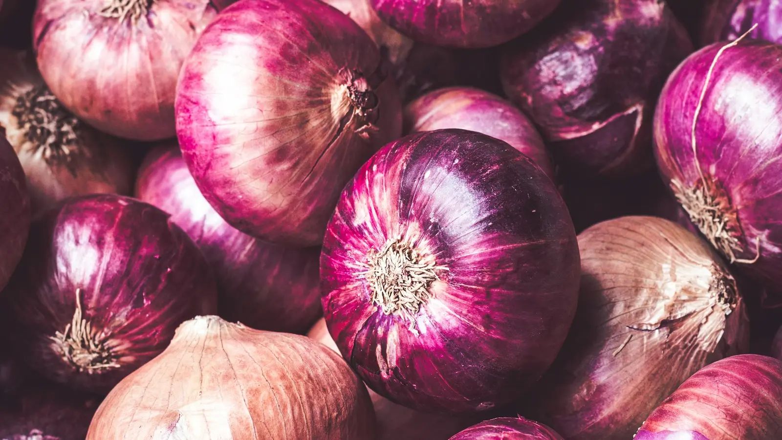Fresh red onions arranged together after harvesting